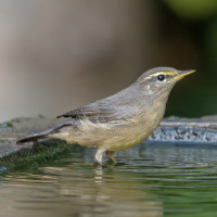 Sulphur-bellied Warbler